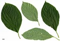 SpeciesSub: var. urbiniana